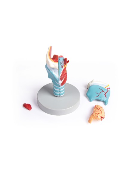 Erler Zimmer, anatomical model of larynx, enlarged 2 times, in 5 parts G121
