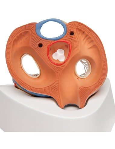 3B Scientific, Modello di cuore scomponibile in...