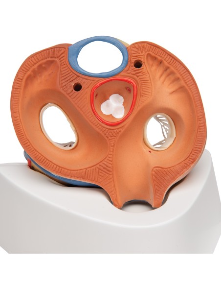 3B Scientific, 7-teiliges zersetzbares Herz Modell VD253