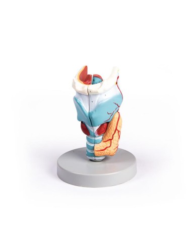 Erler Zimmer, anatomical model of larynx,...