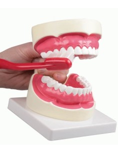 Erler Zimmer, modello anatomico per spiegare la corretta...