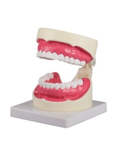 Erler Zimmer, anatomical model to explain proper oral... 2