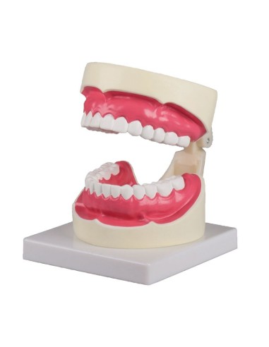 Erler Zimmer, anatomisches Modell zur Erklärung...