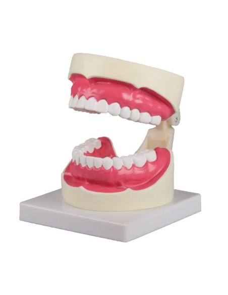 Erler Zimmer, anatomisches Modell zur Erklärung der richtigen Mundhygiene D217