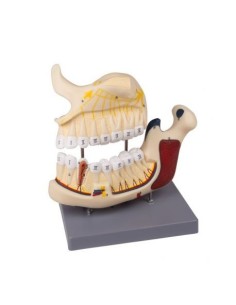 Erler Zimmer, anatomical model of upper and lower half...