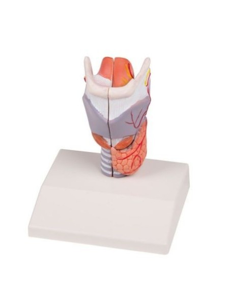 Erler Zimmer, anatomisches Modell des Kehlkopfes, lebensgroß G223