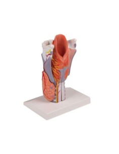 Erler Zimmer, anatomical model of larynx, enlarged 2...