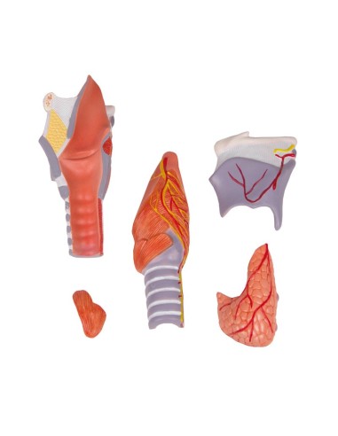 Erler Zimmer, anatomisches Modell des...