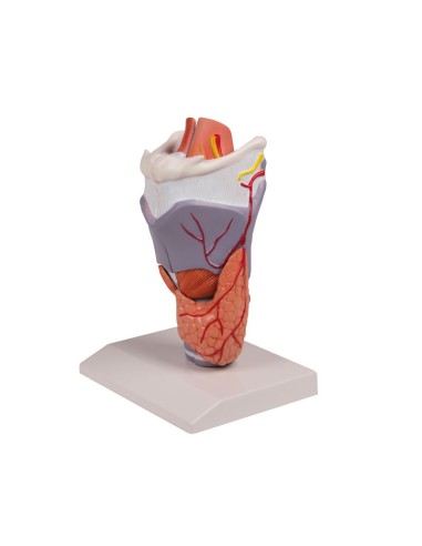 Erler Zimmer, anatomisches Modell des...