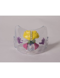 Anatomical model of a full-size transparent nose - Erler... 2