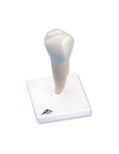 3B Scientific, modello di dente premolare inferiore ad...
