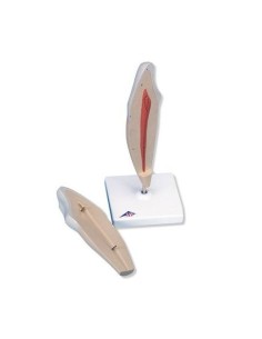 3B Scientific, modello di dente canino inferiore, in due...