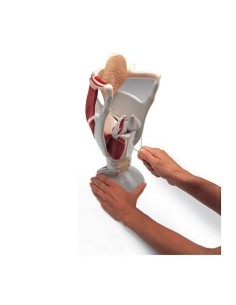 3B Scientific, modello anatomico funzionale di laringe:...