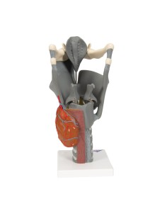 3B Scientific, modello anatomico funzionale di laringe,... 2