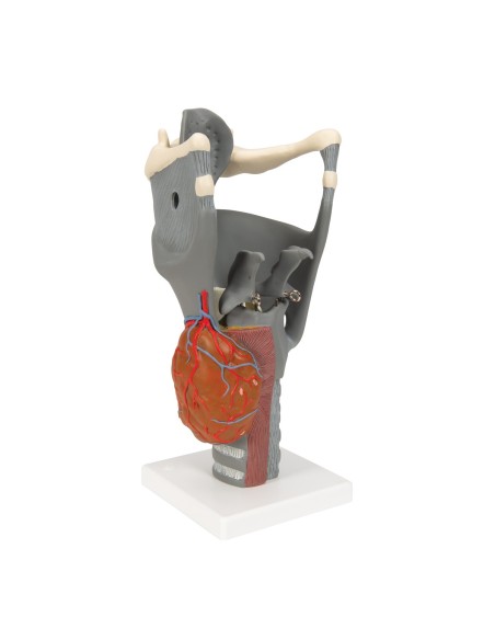 3B Scientific, functional anatomical model of larynx, magnified 2.5 times G20