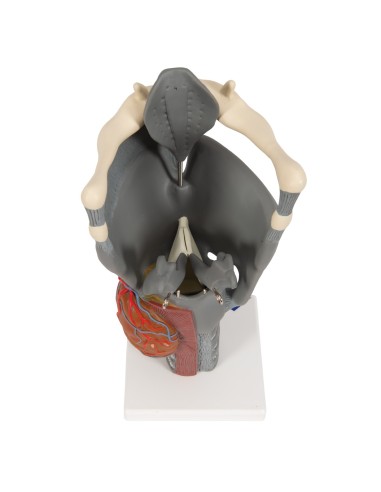 3B Scientific, functional anatomical model of...