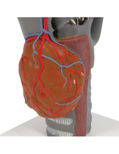 3B Scientific, functional anatomical model of...