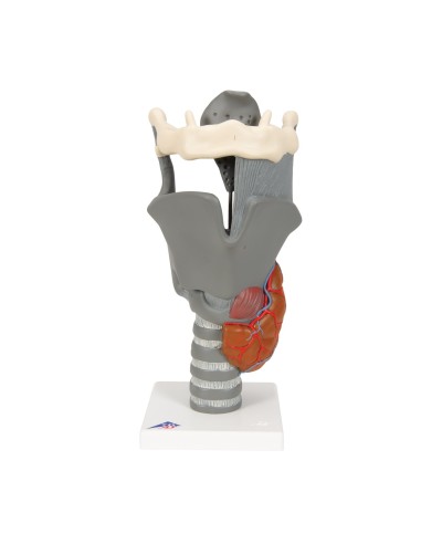 3B Scientific, functional anatomical model of...