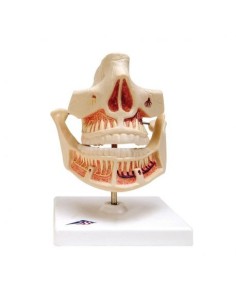3B Scientific, functional anatomical model of milk teeth...
