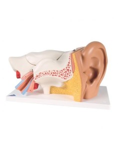 3B Scientific, anatomical model of ear, enlarged 3 times,...