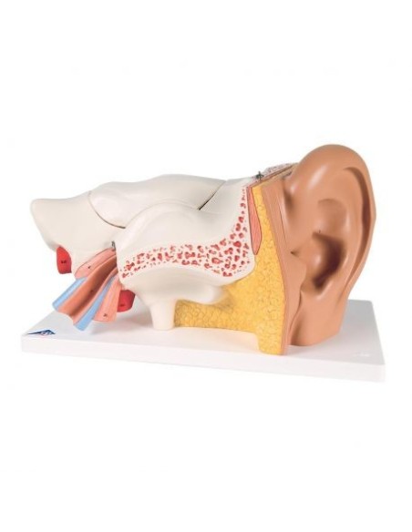 3B Scientific, modèle d'oreille anatomique, 3 fois agrandi, en 6 parties E11