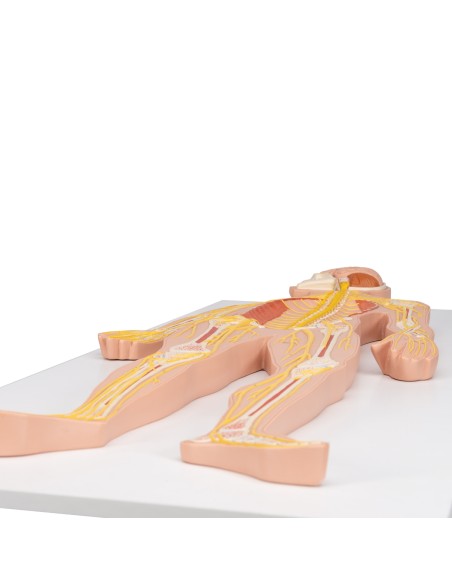 3B Scientific, poster medicina in rilievo. Il sistema Nervoso C30