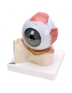 3B Scientific, anatomical eye model, magnified 5 times,...