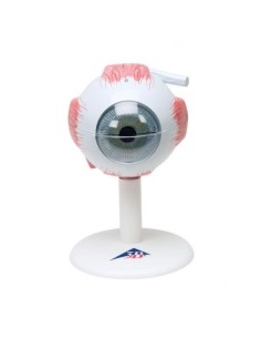 3B Scientific, anatomical model of eye enlarged 3 times,...