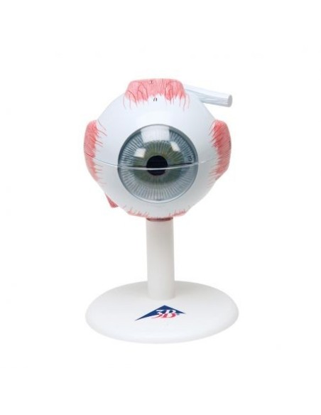 3B Scientific, anatomical model of eye enlarged 3 times, in 6 parts F15