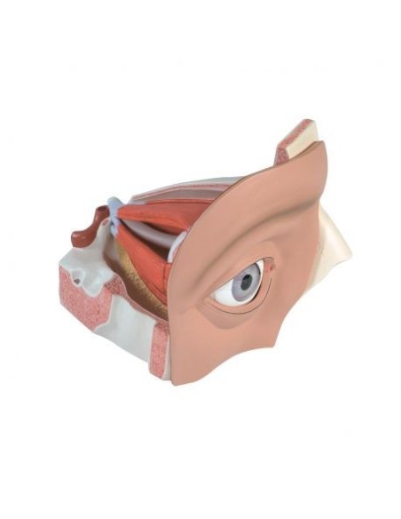 3B Scientific, 12-teiliges, 5-fach vergrößertes anatomisches Augenmodell VJ500A