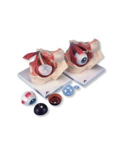 3B Scientific, anatomical model of eye in the eye socket...