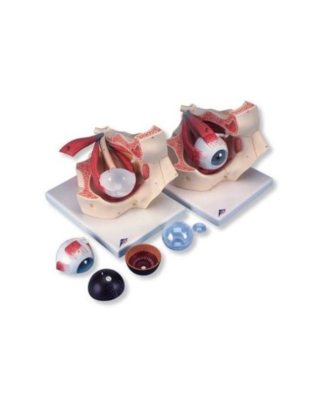 3B Scientific, anatomical model of eye in the eye socket enlarged 3 times, in seven parts F13