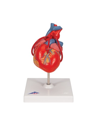 3B Scientific, Heart, classic model, with...
