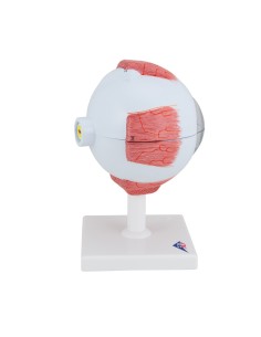 3B Scientific, modelo anatómico del ojo, 5 veces... 2