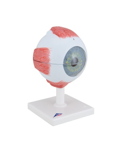 3B Scientific, modelo anatómico del ojo, 5...