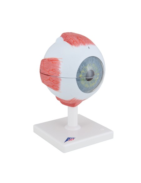 3B Scientific, modelo anatómico del ojo, 5 veces ampliado, 6 partes F10