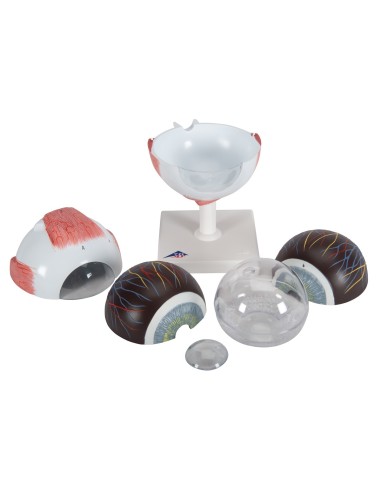 3B Scientific, anatomical eye model, magnified...