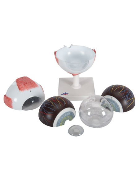 3B Scientific, anatomical eye model, magnified 5 times, in 6 parts F10
