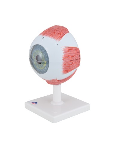 3B Scientific, modèle anatomique de l'œil, 5...