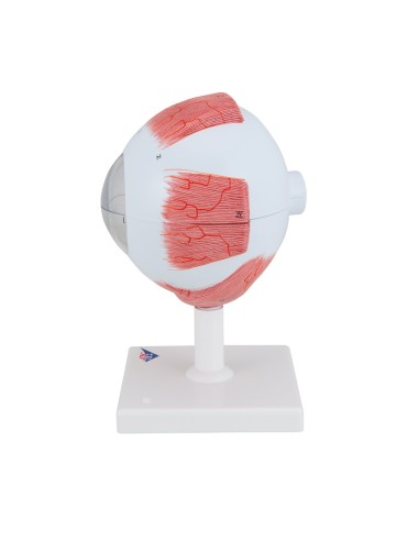 3B Scientific, anatomical eye model, magnified...