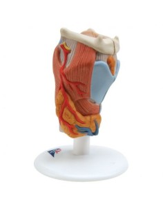 3B Scientific, modelo anatómico de laringe, 2 piezas G22