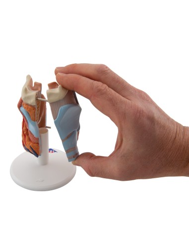 3B Scientific, anatomical model of larynx, in 2...
