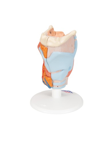 3B Scientific, anatomisches Modell des...