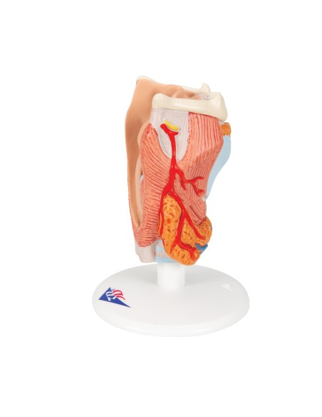 3B Scientific, anatomisches Modell des Kehlkopfes, 2-teilig G22