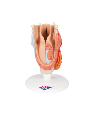 3B Scientific, anatomisches Modell des...