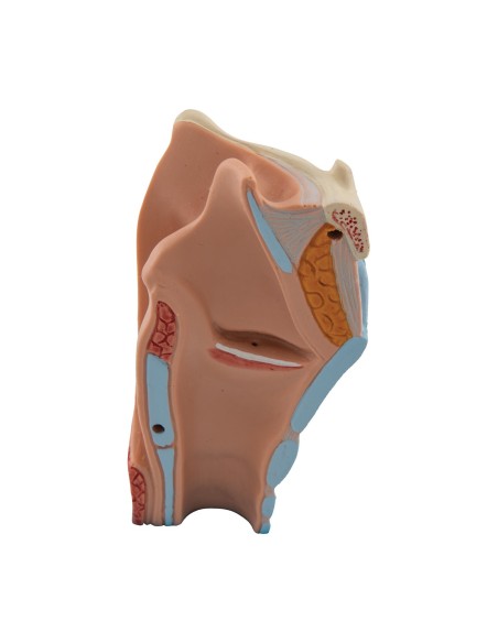 3B Scientific, modello anatomico di laringe, in 2 parti G22