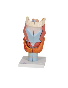 3B Scientific, anatomical model of larynx, enlarged 2... 2