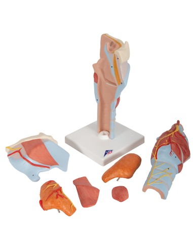 3B Scientific, anatomisches Modell des...