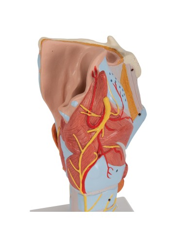 3B Scientifique, modèle anatomique du larynx,...