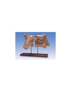 Nose and olfactory organ, magnified 4 times, anatomical...